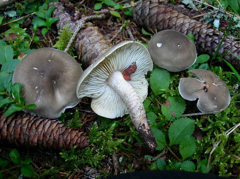 La foresta subalpina di Les breuleux  (CH)